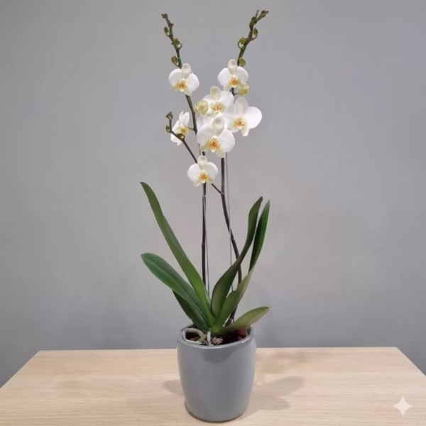 Orquídeas a Domicilio Bogotá – Dos varas